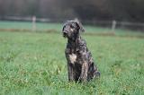 IRISH WOLFHOUND 281